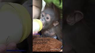 Baby Orangutan HandRaised in Taipei Zoo [upl. by Ahsienaj788]