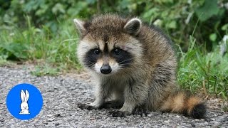 Baby Raccoons Are Cheeky  FUNNIEST Compilation [upl. by Consolata]