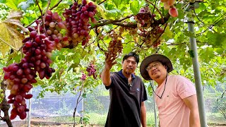 Dating Grab Driver Kitangkita ang Asenso sa Grapes Vineyard at Calamansi Farming [upl. by Gilda]