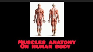 muscles anatomy of human body like share and subscribe our channel for more informative videos [upl. by Coop90]