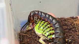 Scolopendra giganteaquotBlackquot feeding treefrog  블랙기간티아의 청개구리 피딩  청개구리를 힘으로 제압하는 블기간  Gigantea black [upl. by Foskett]