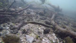 Brook lamprey Lampetra planeri looking for food Berkshire UK [upl. by Noed]