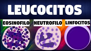 TODO SOBRE los GLOBULOS BLANCOSLEUCOCITOS  Inmunologia [upl. by Nowujalo]