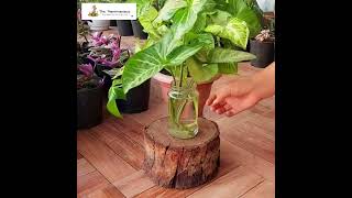 The Plantmaniacs Syngonium Podophyllum plant video [upl. by Hardan434]