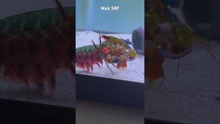 Mantis Shrimp VS Red Claw Crab • Shrimp Boxing🥊😱 crazy animals [upl. by Anilejna]