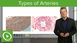 Types of Arteries – Histology  Lecturio [upl. by Rahmann]