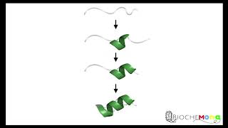 Levinthals paradoxCooperativity in protein folding Models of protein folding [upl. by Miguelita]