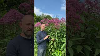 Gravel Root Joe Pye Weed as a medicine from the Ivywood Garden [upl. by Jat]