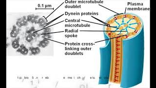 How Flagella Move  Bacteria vs Eukaryotes [upl. by Oitaroh462]