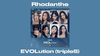 tripleS트리플에스 EVOLution  Rhodanthe 【パート分け日本語訳歌詞和訳】 triples 트리플에스 izone 아이즈원 fiesta [upl. by Vanthe]