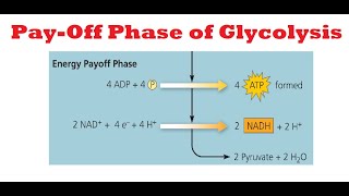 Glycolysis Payoff phase [upl. by Gale533]