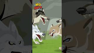 Wolf and Mountain Lion Showdown  Happy Halloween  Wild Kratts [upl. by Noemad]