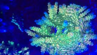 Walt Disney Acropora tenuis [upl. by Nwahsir475]