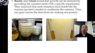 Nutritional Mutants in Neurospora [upl. by Delos]