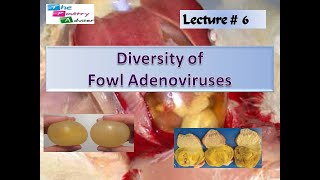 Diversity of Adenovirus infections in poultry [upl. by Marek]