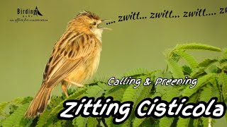 Zitting Cisticola  Zitting Cisticola Call  Cisticola Preening zittingcisticola BirdingGuRu [upl. by Glynn]