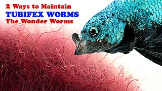 2 Ways to Maintain Tubifex Worms  Tropical fish Live food  Betta Fish [upl. by Ulund]