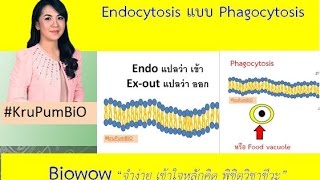 Endocytosis  Phagocytosis [upl. by Alesi138]