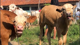 cow video funny baby cow calling its mothercow mooing sound videocow sound videocow kids [upl. by Neeham]