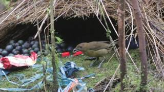 Vogelkops bowerbird Sujan Chatterjee [upl. by Roderic]