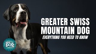 Greater Swiss Mountain Dog 101 Everything You Need To Know [upl. by Yrad621]