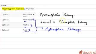 mesonephric kindney is found in [upl. by Osrock431]