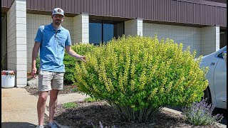 Baptisia might be the best landscape perennial and we need to talk about it more  Walters Gardens [upl. by Ora]