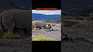 Lion King vs Rhino trending wildlife animals lion rhinoceros Rhinocerosrhino shorts short [upl. by Efar266]