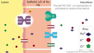 How loop diuretics work [upl. by Kirima783]