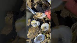 Find And Eat Oyster After Water sea Low Tide  BONG VATH [upl. by Otxis808]