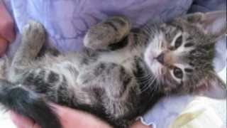 Orphaned Kitten Care How to Videos  How to Wean Orphaned Kittens onto Solid Foods [upl. by Annayi]