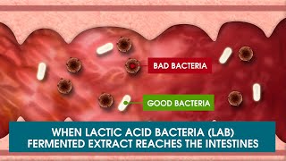 Lactic Acid Bacteria I Biogenics 16 [upl. by Mighell]