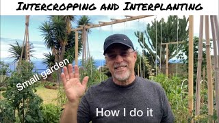 Intercropping vs Interplanting  How I do it [upl. by Ahgiela57]