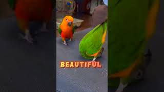 Cute Funny Parrot Moments 😂🥰 shotrs birds parrot funny cute youtubeshorts [upl. by Silsby]