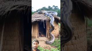 snake animals cobra nature The dog kept barking because a big guy was spotted youtubeshorts [upl. by York]