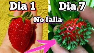 CIENTOS de plantas de FRESA en 7 Días Germinar fresas de supermercado Plantar y sembrar frutillas [upl. by Dickerson]