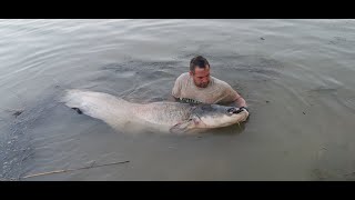 wels catfish 5 [upl. by Ojyllek456]