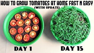 Grow Tomatoes from Tomatoes Easiest Method Ever With Updates [upl. by Larue82]