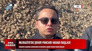 MURADİYEDE ŞEKER PANCARI HASADI BAŞLADI [upl. by Nnayram672]