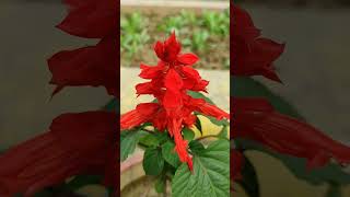 Red Flowers youtube प्रकृतिlove nature [upl. by Aerbua]