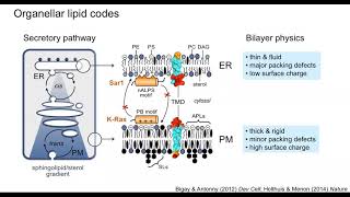 Organellar lipid codes how disruptions in SphL topology affect many processes  14th Dec 2020 [upl. by Darwen]