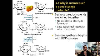 Lecture 14A UDP in Carbohydrate Biosynthesis [upl. by Daloris]