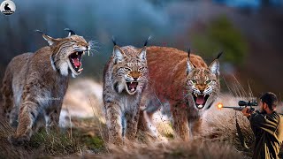 Lynx Attack Many Chicken Farms  How Farmers Deal With Them by Gun [upl. by Nnylyak]