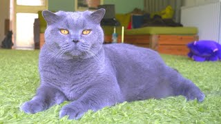 British Shorthair Cat  Blue Grey or Violet [upl. by Ggerc]