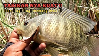 MANCING NYOBOK DEMAK TERBARU 2024 kompres waktu 8 jam serasa 1 jam [upl. by Rad]