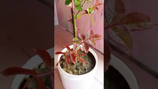 1 to 68 days update of rooted Rose plant cuttings🌹🌹Gardening tips🌹Youtube shortsIsrats Garden 🌹🌹 [upl. by Trebornhoj]