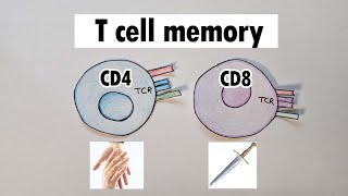 T cell memory  CD4 and CD8 T cell memory [upl. by Hulbert]