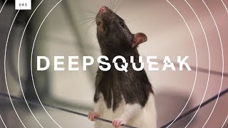 This algorithm decodes rat squeaks and could revolutionize animal research [upl. by Ecirtaemed]