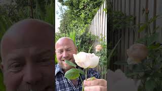 Personal review of climbing rose “woolerton old hall” from davidaustinroses gardenerben [upl. by Syck958]