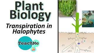 91  Transpiration in Halophytes  IB Biology  TeachMe [upl. by Sainana288]